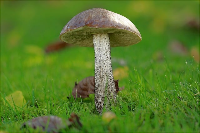 birch-mushroom-7568422_640.jpg