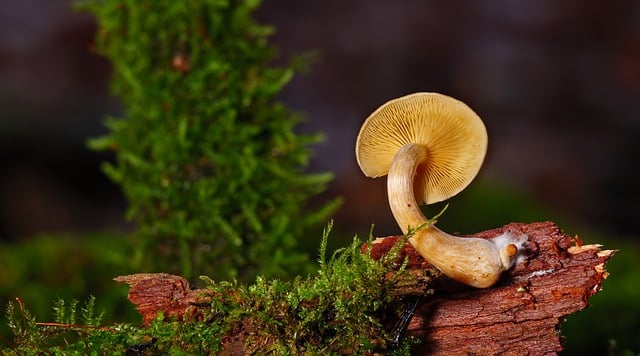 mushroom-7720473_640.jpg