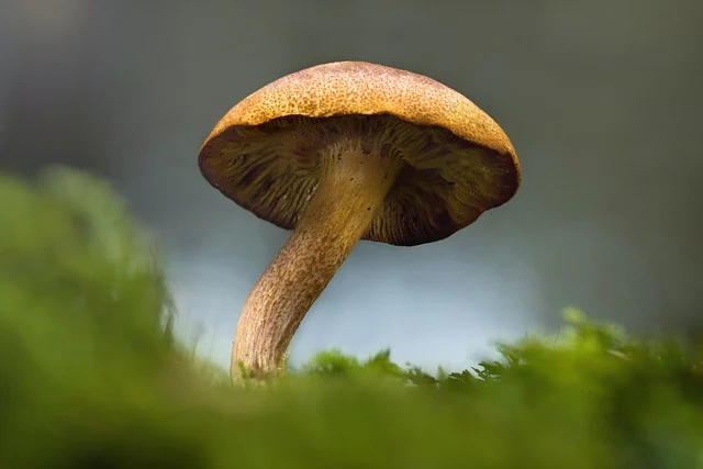 mushroom-7885658_640.webp