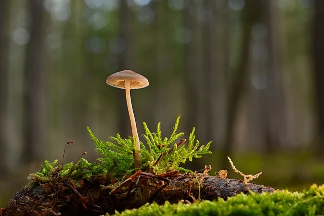 mushroom-8512804_640.webp