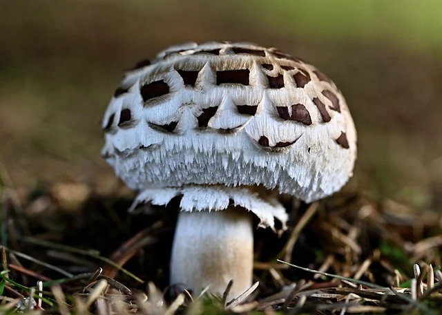 mushroom-8294526_640.webp