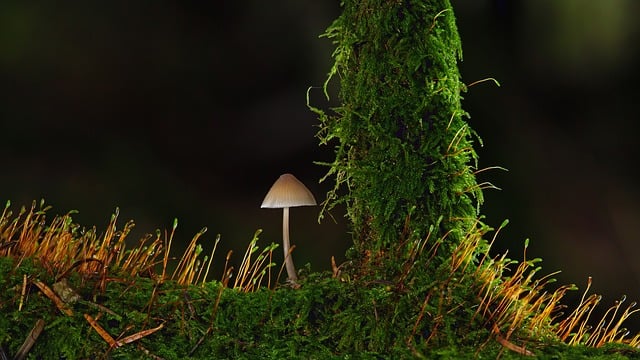 mushroom-8390888_640.jpg