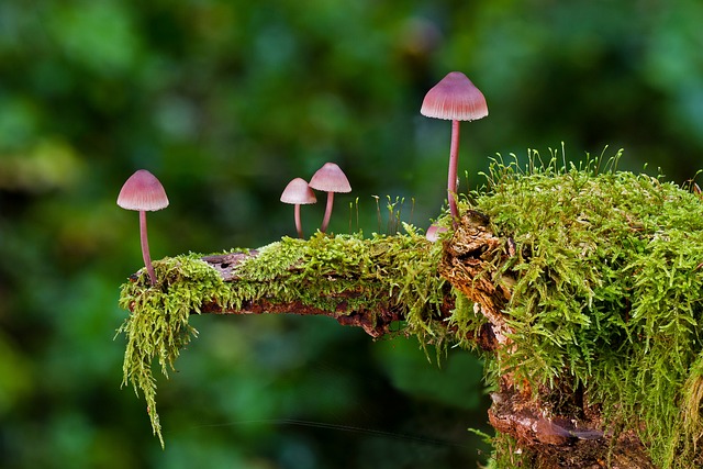 mushrooms-2798150_640.jpg