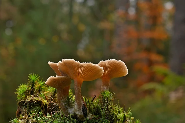 mushrooms-8401590_640.webp